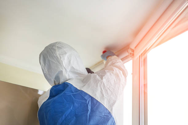 Trusted South Whittier, CA Mold Removal & Remediation Experts