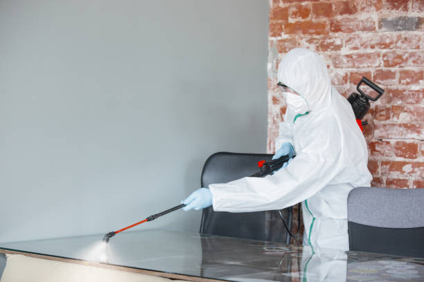 Best Black Mold Removal  in South Whittier, CA